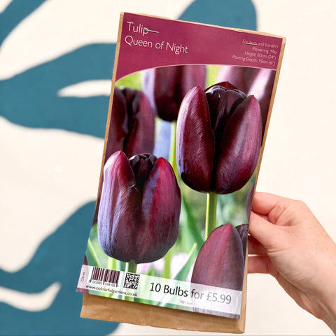 Tulip ‘Queen of Night’ – Tulip Bulbs – Pack of 10 - Sprouts of Bristol