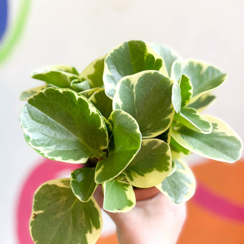 Variegated Baby Rubberplant - Peperomia obtusifolia `Variegata' - Sprouts of Bristol
