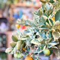 Variegated Calamondin Orange - Citrus × microcarpa 'Variagata' - Sprouts of Bristol