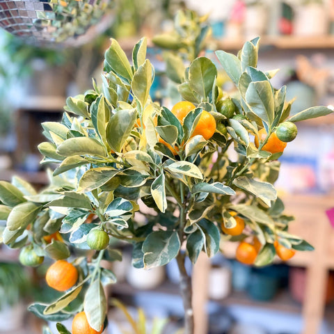 calamondin orange tree uk Variegated Calamondin Orange