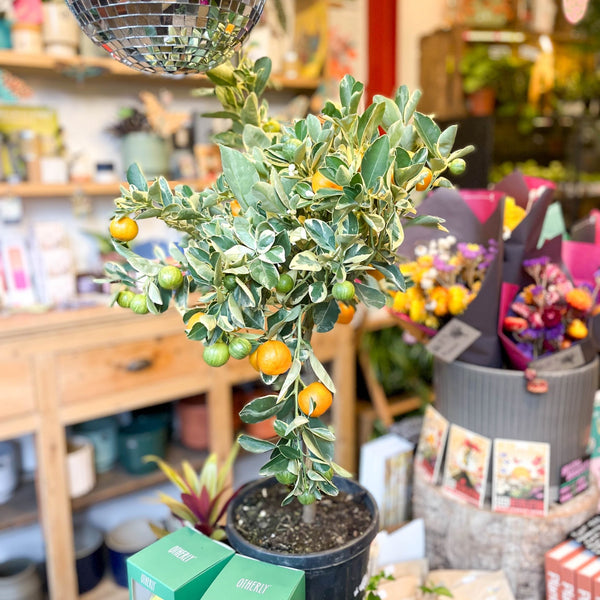variegated calamondin tree Variegated Calamondin Orange