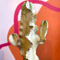 Variegated Candelabra Tree - Euphorbia ingens 'Marmorata' - Sprouts of Bristol