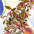 Variegated Hardy Fuchsia Bush - Fuchsia 'Tom West' - British Grown - Sprouts of Bristol