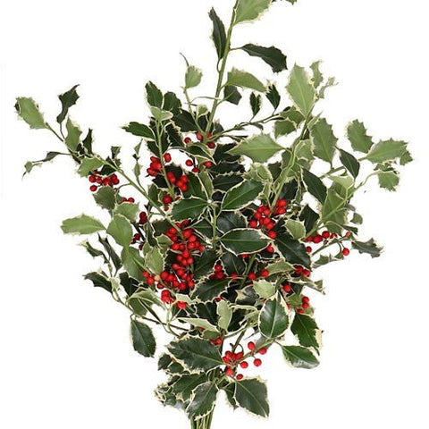 Variegated Holly Branches with Red Berries (Ilex aquifolium) Christmas Craft Wreath Florist Festive Decoration Fresh Foliage - Sprouts of Bristol