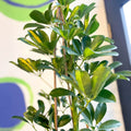 Variegated Umbrella Plant - Schefflera arboricola - Sprouts of Bristol