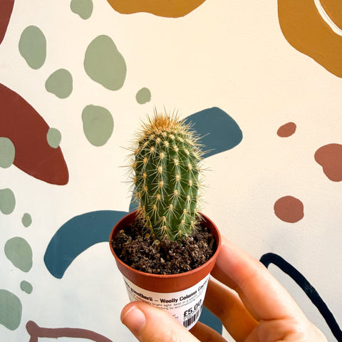 Vatricania guentherii – Woolly Column Cactus - Sprouts of Bristol