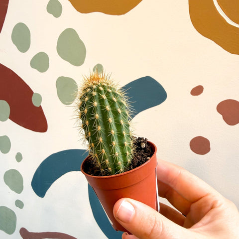 Vatricania guentherii – Woolly Column Cactus - Sprouts of Bristol