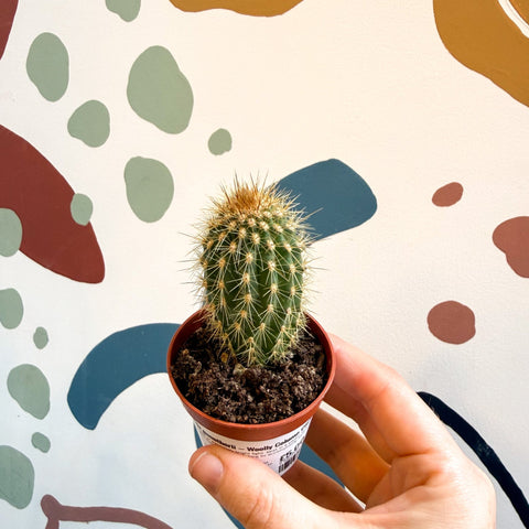 Vatricania guentherii – Woolly Column Cactus - Sprouts of Bristol