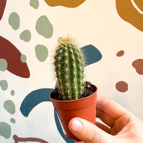 Vatricania guentherii – Woolly Column Cactus - Sprouts of Bristol