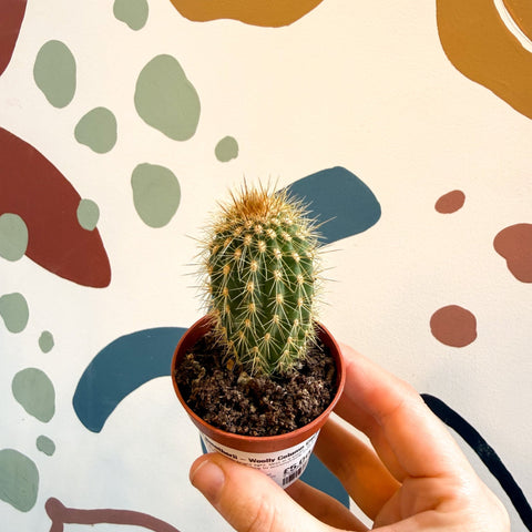 Vatricania guentherii – Woolly Column Cactus - Sprouts of Bristol