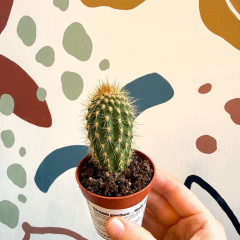 Vatricania guentherii – Woolly Column Cactus - Sprouts of Bristol