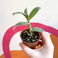 Velvet Inch Plant - Tradescantia sillamontana - Welsh Grown - Sprouts of Bristol