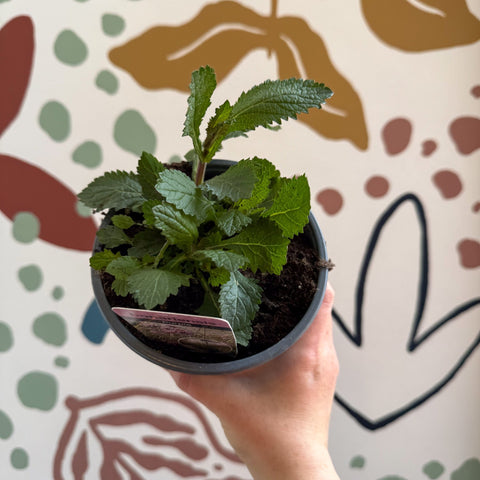 Verbena bonariensis - Purpletop Vervain - British Grown Hardy Perennial - Sprouts of Bristol
