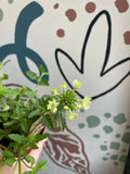 Verbena 'Lanai Green' - British Grown - Sprouts of Bristol