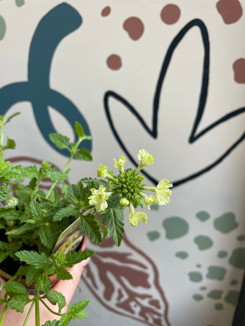 Verbena 'Lanai Green' - British Grown - Sprouts of Bristol