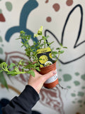 Verbena 'Lanai Green' - British Grown - Sprouts of Bristol