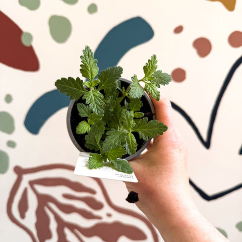 Verbena 'Samira Deep Blue' - British Grown - Sprouts of Bristol