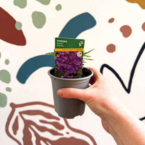 Verbena 'Samira Deep Blue' - British Grown - Sprouts of Bristol