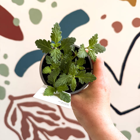 Verbena 'Samira Deep Blue' - British Grown - Sprouts of Bristol