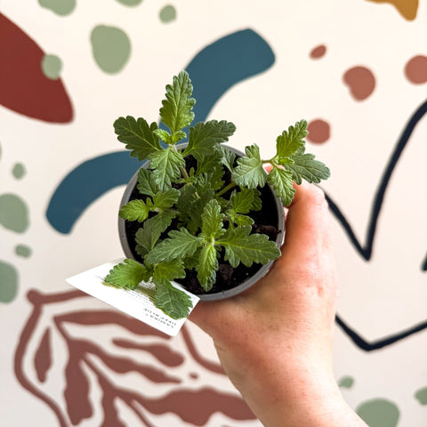 Verbena 'Samira Deep Blue' - British Grown - Sprouts of Bristol