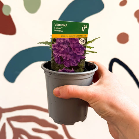 Verbena 'Samira Deep Blue' - British Grown - Sprouts of Bristol