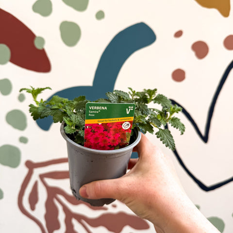 Verbena 'Samira Rose' - British Grown - Sprouts of Bristol