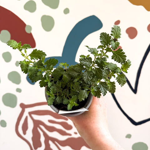 Verbena 'Samira Rose' - British Grown - Sprouts of Bristol