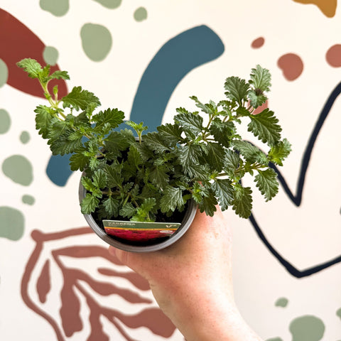 Verbena 'Samira Rose' - British Grown - Sprouts of Bristol