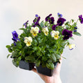 Viola - Lucky Dip Pansy 6 Pack - British Grown - Sprouts of Bristol