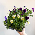 Viola - Lucky Dip Pansy 6 Pack - British Grown - Sprouts of Bristol