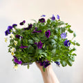 Viola - Lucky Dip Pansy 6 Pack - British Grown - Sprouts of Bristol