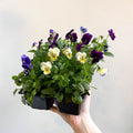 Viola - Lucky Dip Pansy 6 Pack - British Grown - Sprouts of Bristol