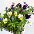 Viola - Lucky Dip Pansy 6 Pack - British Grown - Sprouts of Bristol