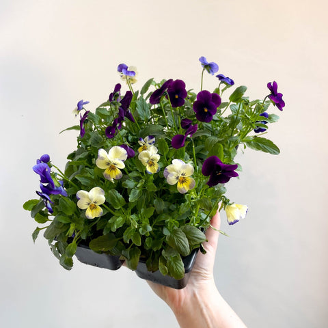 Viola - Lucky Dip Pansy 6 Pack - British Grown - Sprouts of Bristol