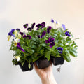 Viola - Lucky Dip Pansy 6 Pack - British Grown - Sprouts of Bristol