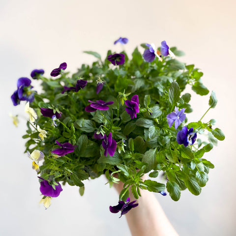 Viola - Lucky Dip Pansy 6 Pack - British Grown - Sprouts of Bristol