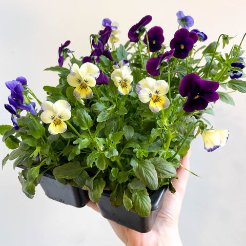 Viola - Lucky Dip Pansy 6 Pack - British Grown - Sprouts of Bristol