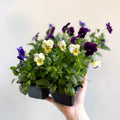 Viola - Lucky Dip Pansy 6 Pack - British Grown - Sprouts of Bristol