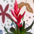 Vriesea ‘Twinkle’ - Flaming Sword Bromeliad - Sprouts of Bristol