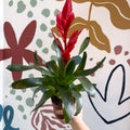 Vriesea ‘Twinkle’ - Flaming Sword Bromeliad - Sprouts of Bristol