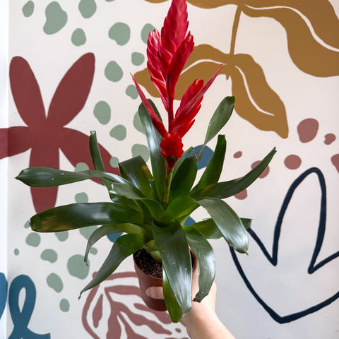 Vriesea ‘Twinkle’ - Flaming Sword Bromeliad - Sprouts of Bristol