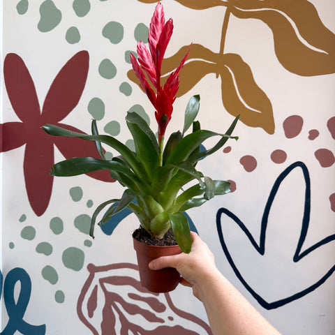 Vriesea ‘Twinkle’ - Flaming Sword Bromeliad - Sprouts of Bristol