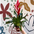 Vriesea ‘Twinkle’ - Flaming Sword Bromeliad - Sprouts of Bristol