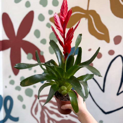 Vriesea ‘Twinkle’ - Flaming Sword Bromeliad - Sprouts of Bristol