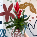Vriesea ‘Twinkle’ - Flaming Sword Bromeliad - Sprouts of Bristol