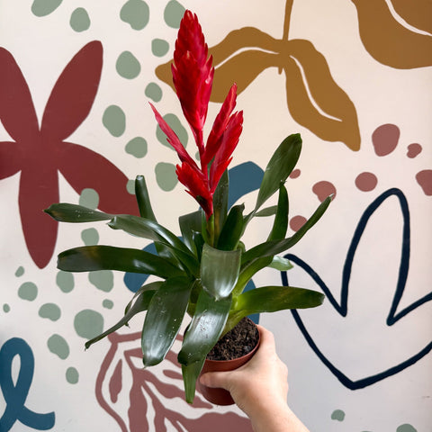 Vriesea ‘Twinkle’ - Flaming Sword Bromeliad - Sprouts of Bristol