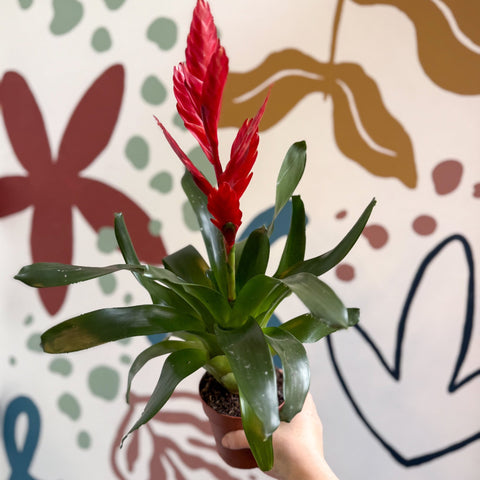 Vriesea ‘Twinkle’ - Flaming Sword Bromeliad - Sprouts of Bristol