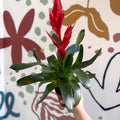 Vriesea ‘Twinkle’ - Flaming Sword Bromeliad - Sprouts of Bristol