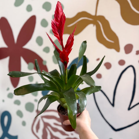 Vriesea ‘Twinkle’ - Flaming Sword Bromeliad - Sprouts of Bristol