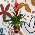 Vriesea ‘Twinkle’ - Flaming Sword Bromeliad - Sprouts of Bristol